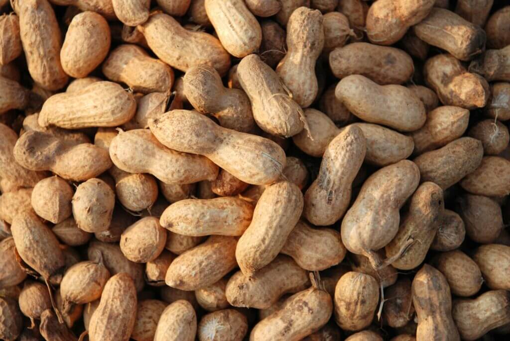 Closeup shot of groundnut at harvest in India