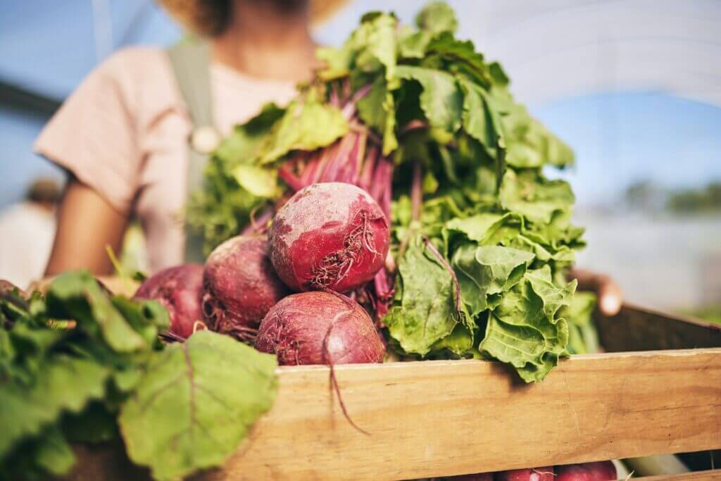 Farming, woman hands and beetroot harvest for box, leaves or food at agro job, product or supply ch