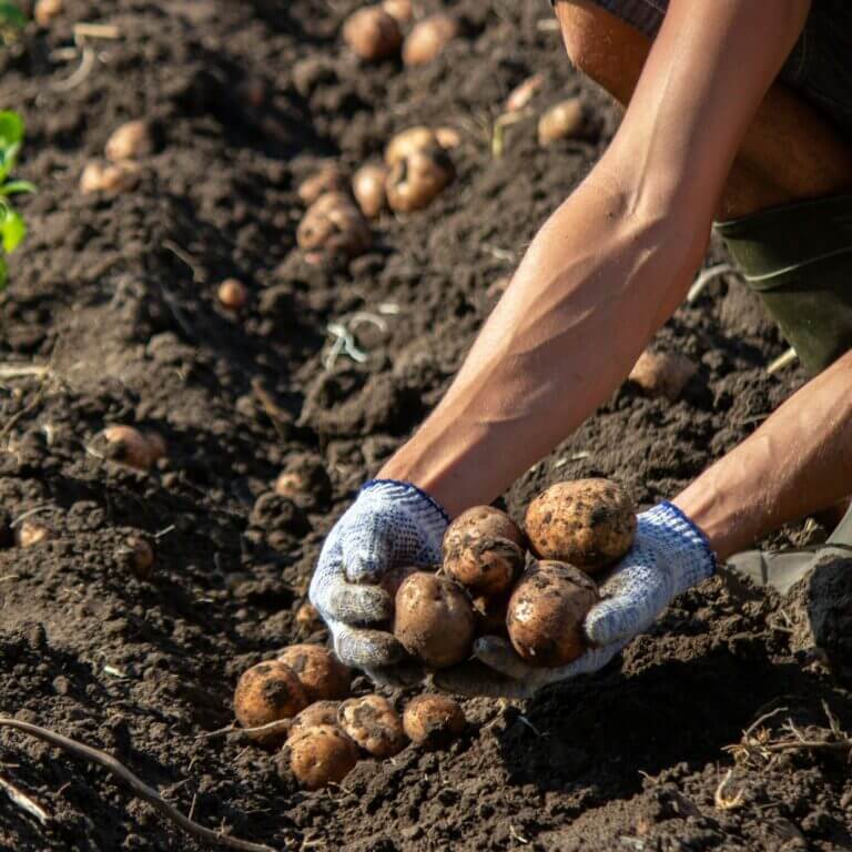 Freshly harvested organic potato harvest. Farmer in garden