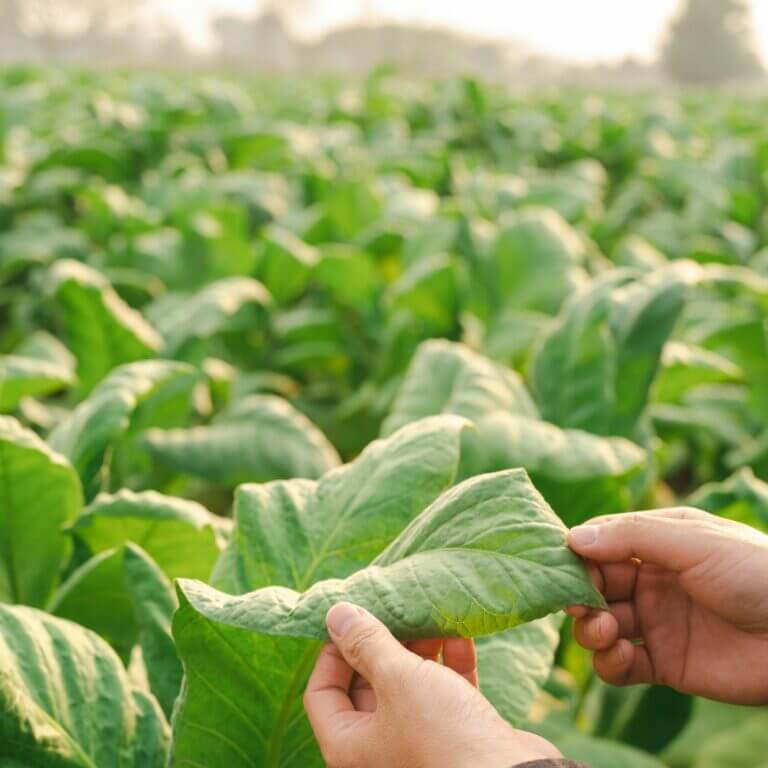 Man hands touching tobacco leaf in tobacco farm to check quality and size before harvesting.