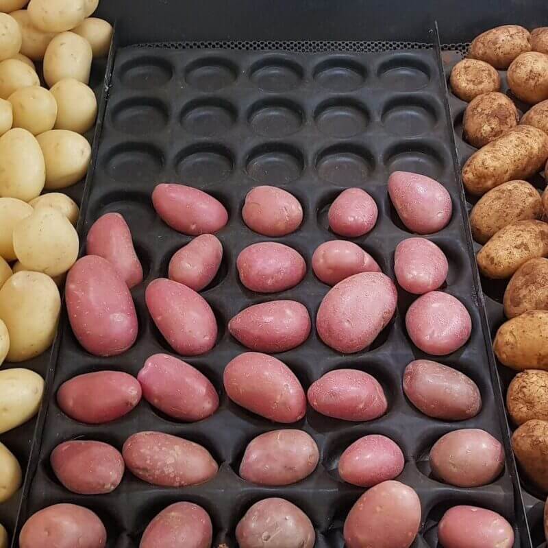 Potatoes ready for sale at a local market.