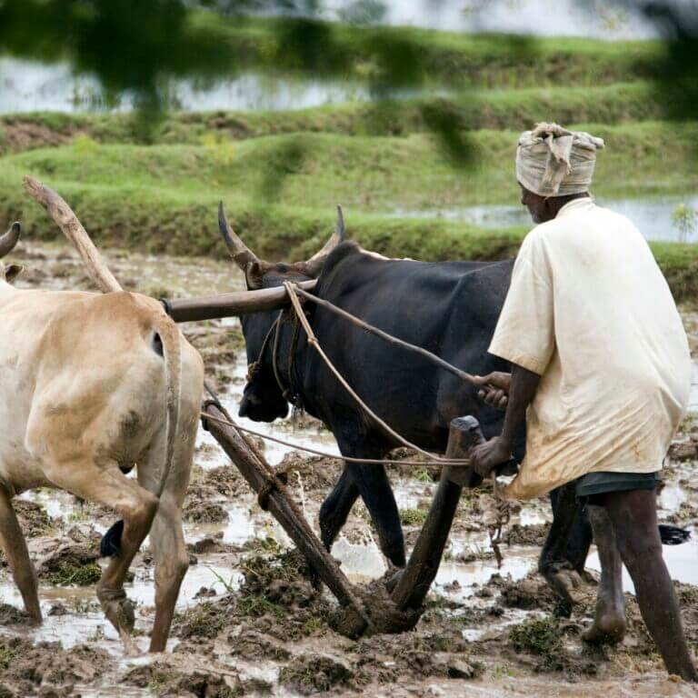 Subsistence farming - India