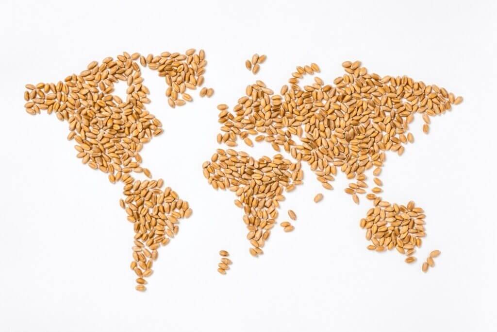 World map made of wheat grains. Grain continents. Concept of global food scarcity and hunger, export