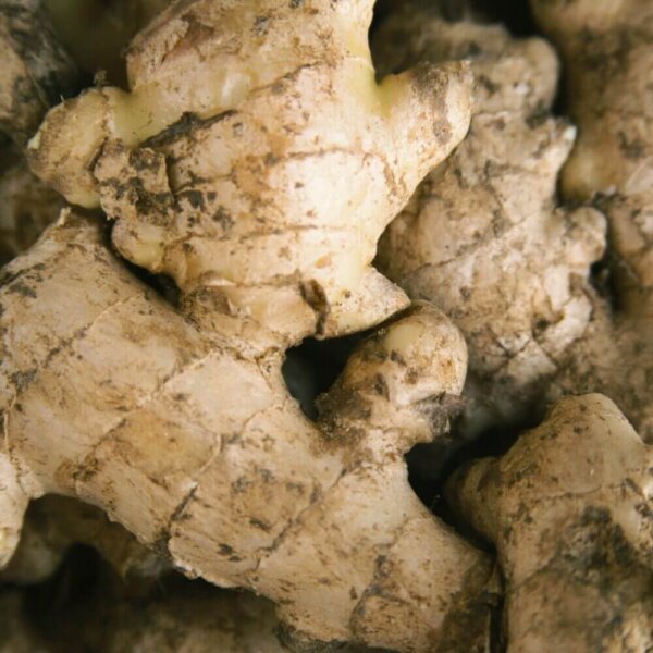Mango Ginger