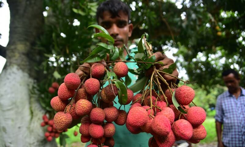  Indian Lychee Exporters